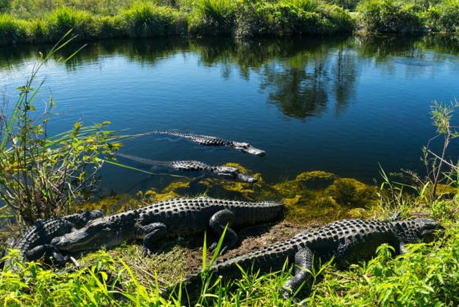 Agadir Crocoparc With Transfer & Admission Ticket - Anaconda Snake Encounter
