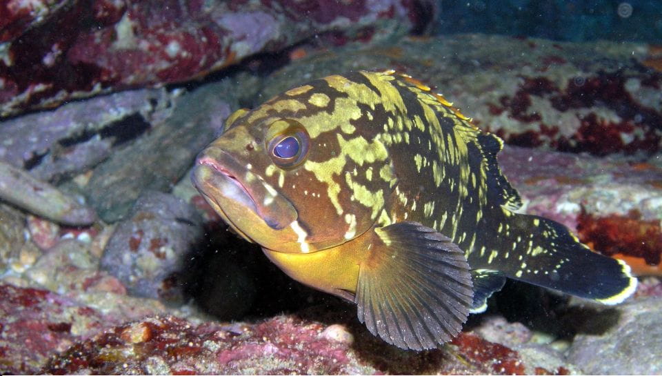 Agia Pelagia: Introduction to Scuba Diving (2 Dives) - Pickup and Drop-off Locations