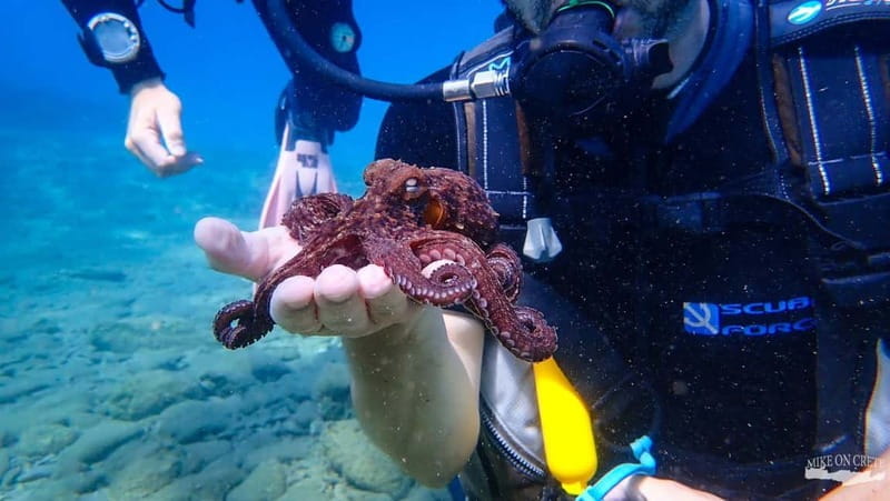 Agia Pelagia: Scuba Diving Activity for Children - Why This Experience Stands Out