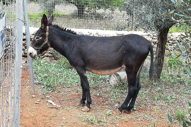 Agriaperitivo in a 3-Hour Farm Activities in Ugento - FAQ