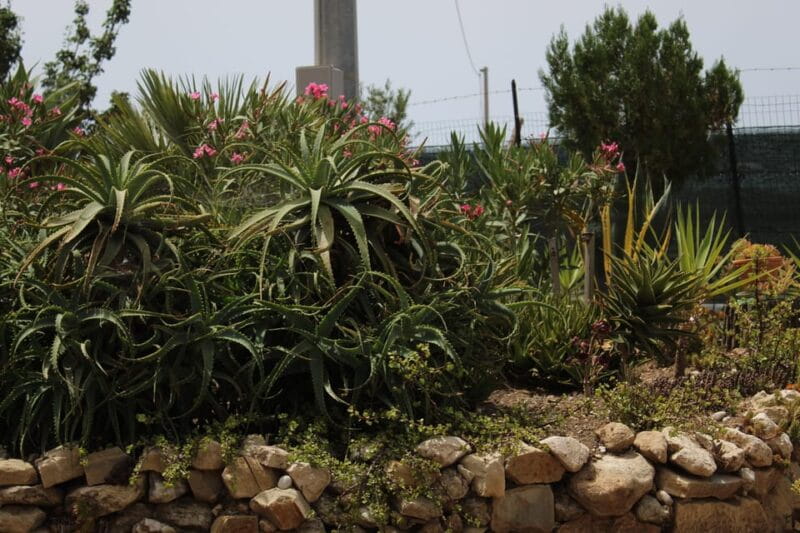 Agrigento: Wine tasting and walk in the vineyards. - The wine tasting: five wines, local flavors