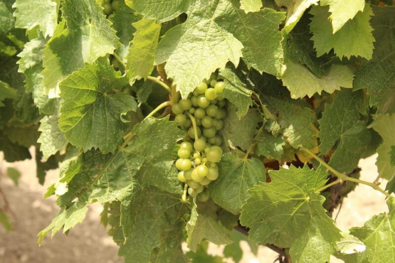 Agrigento: Wine tasting and walk in the vineyards. - The landscape and its significance