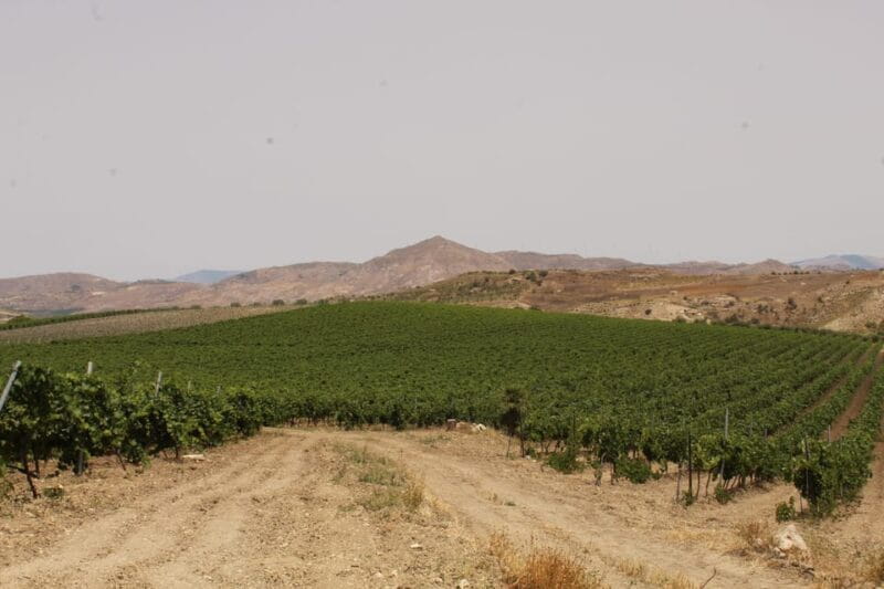 Agrigento: Wine tasting and walk in the vineyards. - Final thoughts: the value and appeal
