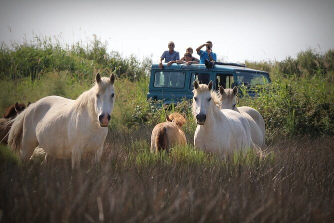 Aigues Mortes: 4x4 photo safari in the Camargue - The Experience in Detail: A Deep Dive into the Camargue Safari