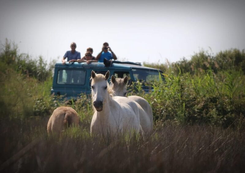Aigues Mortes: Jeep Photo Safari in Camargue - Exploring the Heart of Camargue on a 4x4 Photo Safari