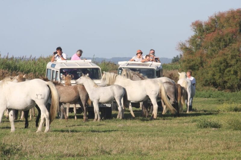 Aigues Mortes: Jeep Photo Safari in Camargue - Who Should Consider This Tour?