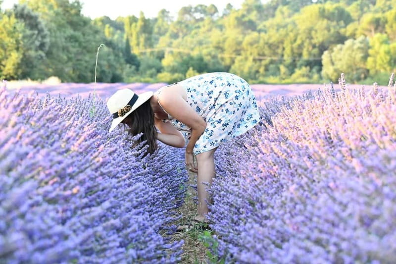 Aix en Provence: Lavender Fields & LOccitane Factory - Exploring Provence’s Iconic Lavender Fields and the LOccitane Factory