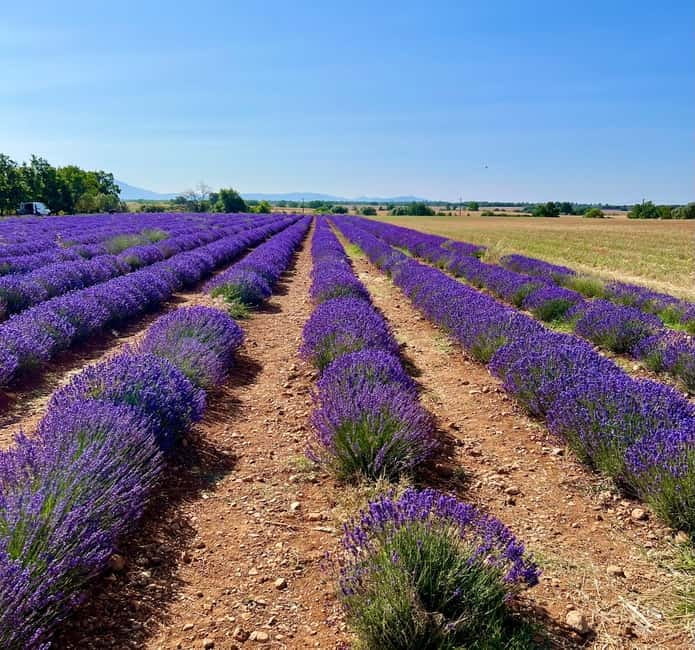 Aix en Provence: Lavender Fields & LOccitane Factory - Who Will Love This Tour?