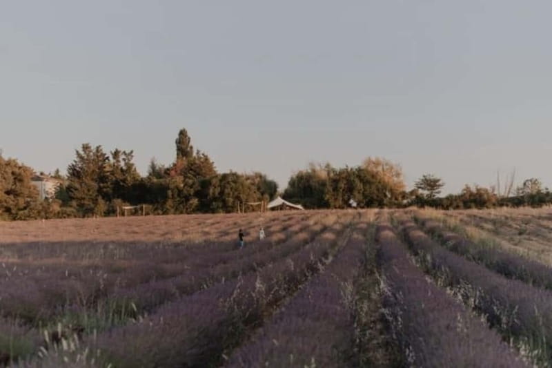 Aix-en-Provence: Visit to a lavender field + snacks - The Snack & Lavender Pack: Simple, Delicious, and Local