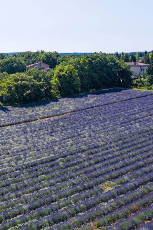 Aix-en-Provence: Visit to the Lavender Fields - Facilities and Amenities