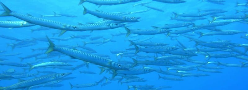 Ajaccio: Beginner's Scuba Dive with Experienced Instructor - Discovering Corsica’s Underwater Charm