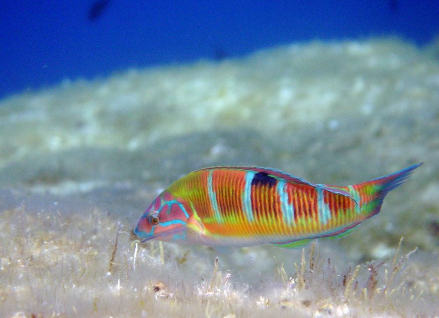 Ajaccio: Beginners Scuba Dive With Experienced Instructor - Guided Tour of Marine Life