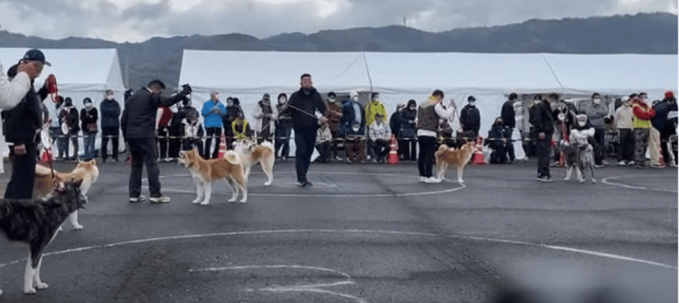 Akita Dog Day Review: A Must-Attend Event - Visitor Center Experience