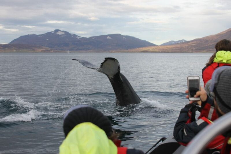 Akureyri: 2-Hour Whale Watching Express by RIB Speedboat - An in-depth look at Akureyri’s Whale Watching Experience