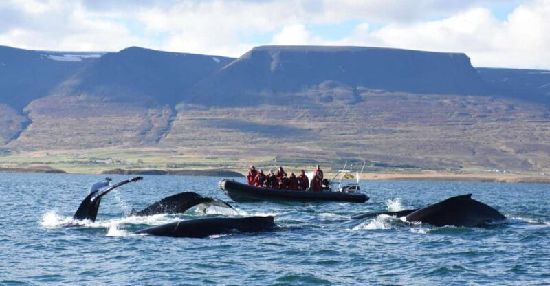 Akureyri: 2-Hour Whale Watching Express by RIB Speedboat - The Sum Up