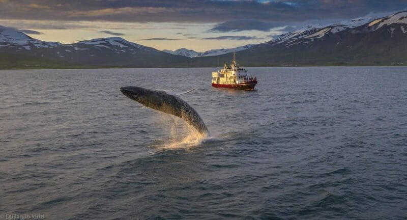 Akureyri: 3-Hour Classic Whale Watching Tour by Ship - Discovering Iceland’s Marine Marvels: The Whale Watching Experience in Akureyri