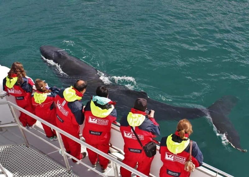 Akureyri: Food Walk and Whale Watching Tour - What to Expect During the Whale Watching Experience