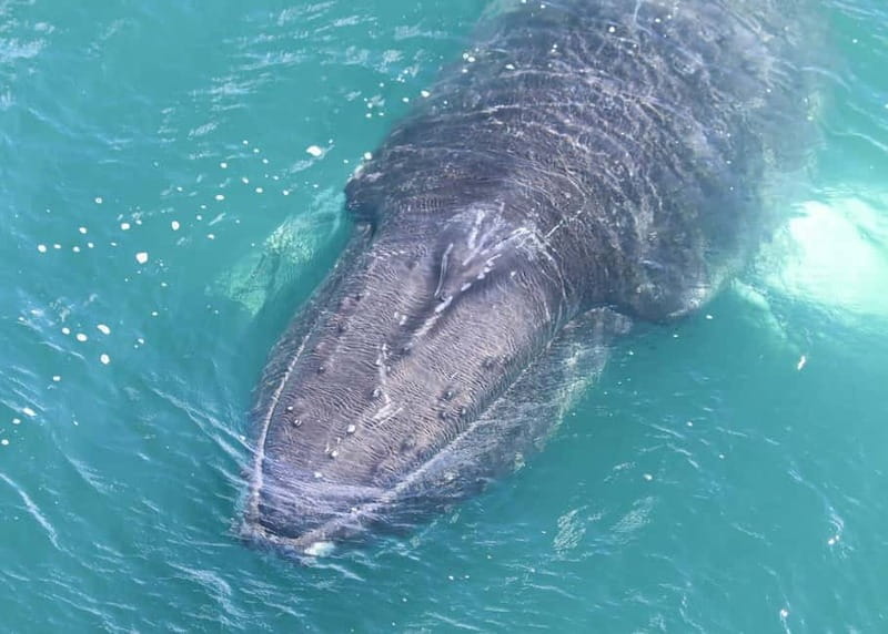 Akureyri: Food Walk and Whale Watching Tour - FAQ