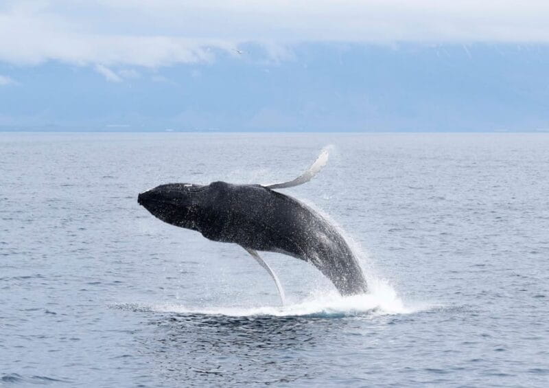 Akureyri: Whale Watching Tour & Forest Lagoon Entrance - FAQ