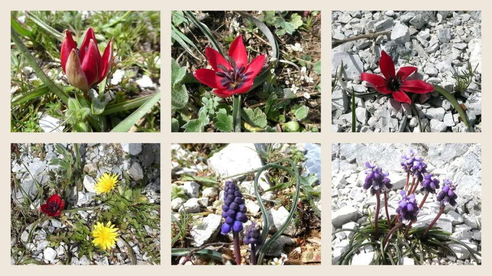 Alanya Hiking Tour - Explore City Escape