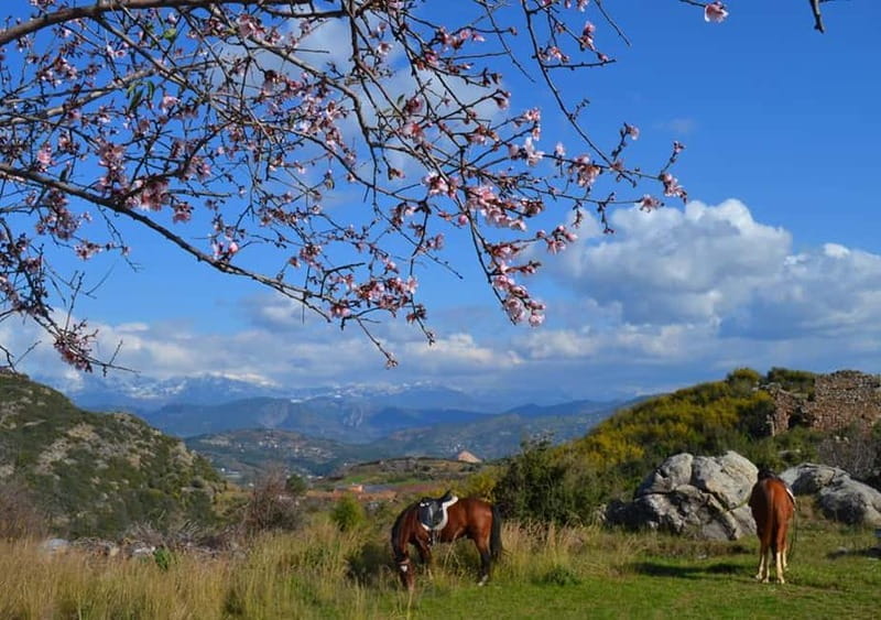 Alanya: Horseback Ride Through Nature near Syedra Ruins - Exploring the Horseback Ride Near Syedra Ruins: An Authentic Turkish Adventure