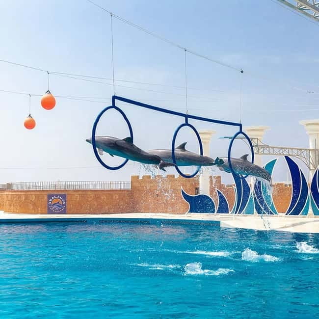 Alanya: Sealanya Dolphinpark Dolphin Show Tour - Entertaining and Educational Shows at Sealanya