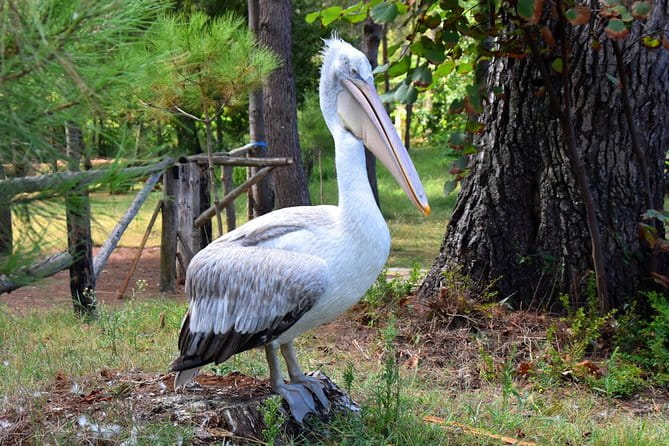 Albania Birdwatching, Kayaking, Bicycle National Park Divjaka Karavasta(ARG) - Who Is This Tour Best For?