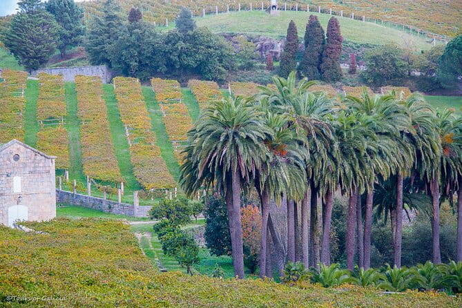 Albariño trails Private Wine Tour/Shore excursion from Vigo - Final Words