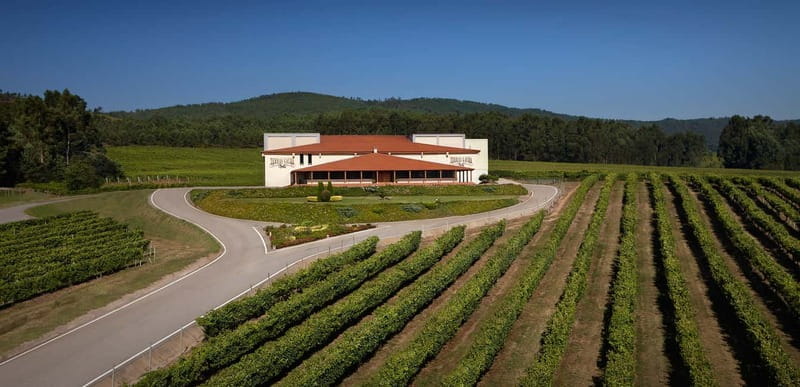 Albariño Wine Tour: Taste, Learn & Take Home a Special Gift - Key Points / Takeaways