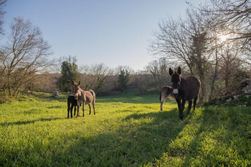 Alberobello e-bike tour, trulli, mill and donkey farm - Practical Details: What You Need to Know