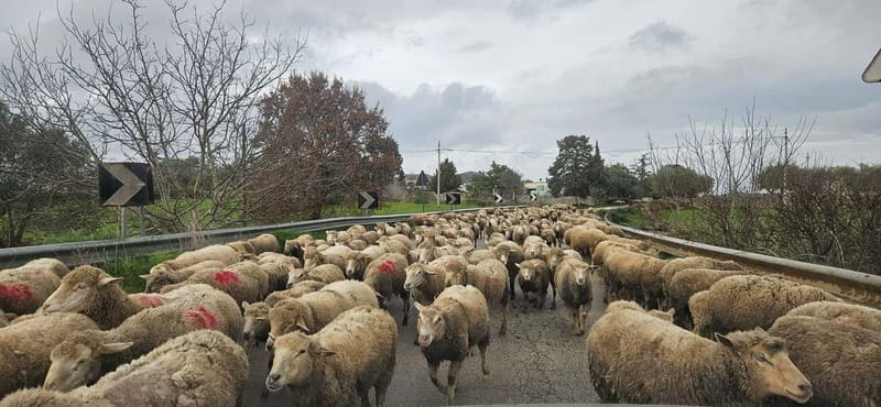 Alberobello: eBike Tour with Craft Beer Tasting - A Gentle Ride Through Puglia’s Scenic Heart