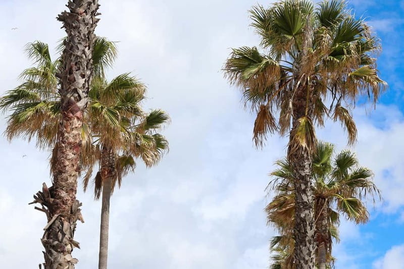 Albufeira: 1-Hour Tuk Tuk Tour - Final Thoughts on the Albufeira Tuk Tuk Experience