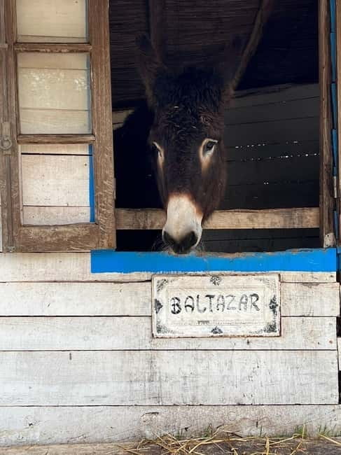 Albufeira: Alte, Paderne, and Messines Jeep Safari Tour - FAQs