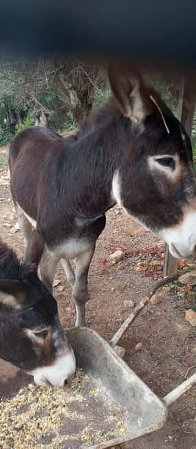 Albufeira Jeep Safari with Zoo - Who Will Love This Tour?