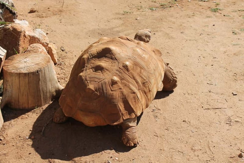 Albufeira Jeep Safari with Zoo - Final Thoughts: Is It Worth It?