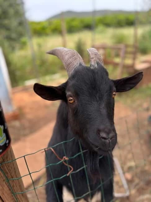 Albufeira: Off-Road Jeep Tour with Sunset - Tasting Local Firewater and Honey