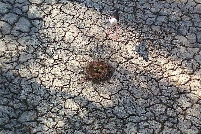 Albufera: Lake, Paella and Birdwatching - An In-Depth Look at the Albufera Tour Experience