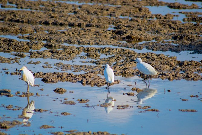 Albufera Natural Park Tour With Boat Ride From Valencia - Boat Ride and Scenic Views