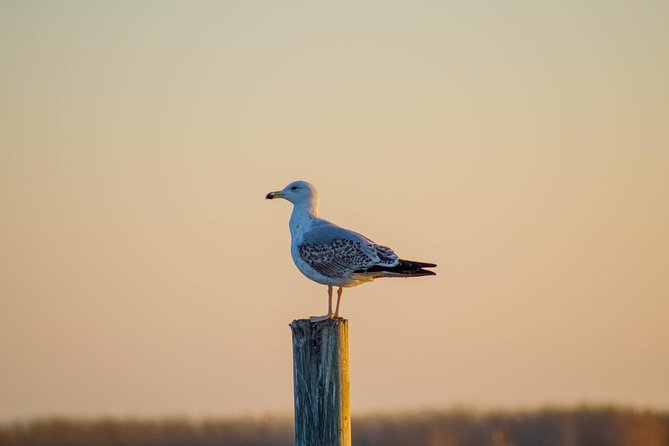Albufera Natural Park Tour With Boat Ride From Valencia - Transportation and Guide Assistance