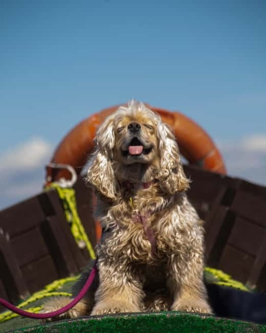 Albufera of Valencia: boat ride and visit to the barraca - FAQ