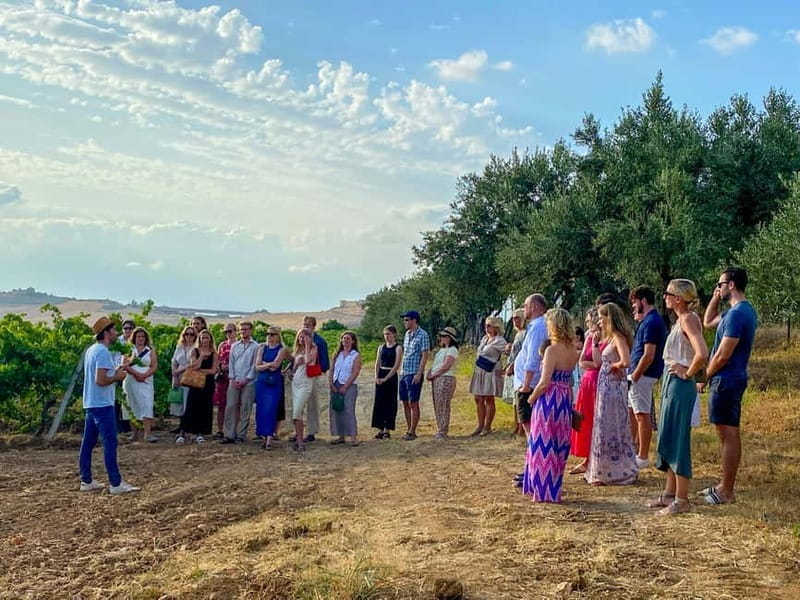 Alcamo: Natural Wine & Olive Oil Tasting - Sicily - A Tasting Tour That Feels Like Visiting Family