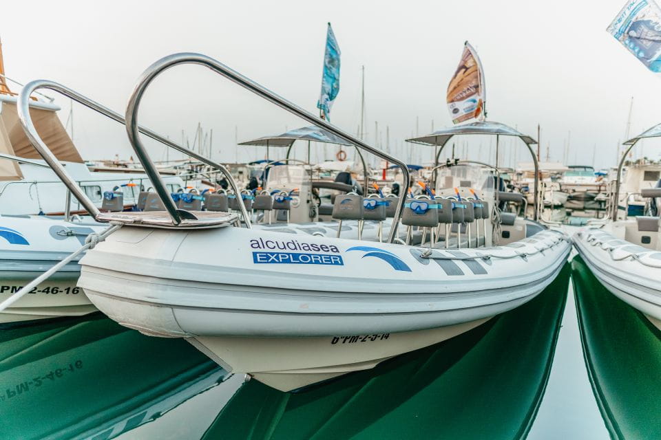 Alcudia/Can Picafort: Dolphin-Watching Cruise in Small Group - Things To Know