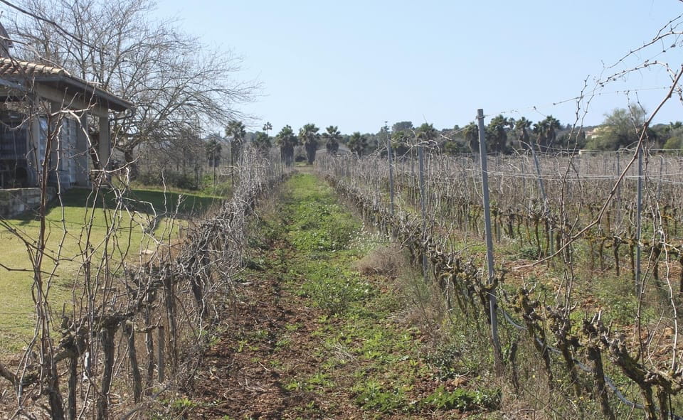 Alcúdia/Can Picafort: Guided Vineyard Visit and Wine Tasting - Key Points