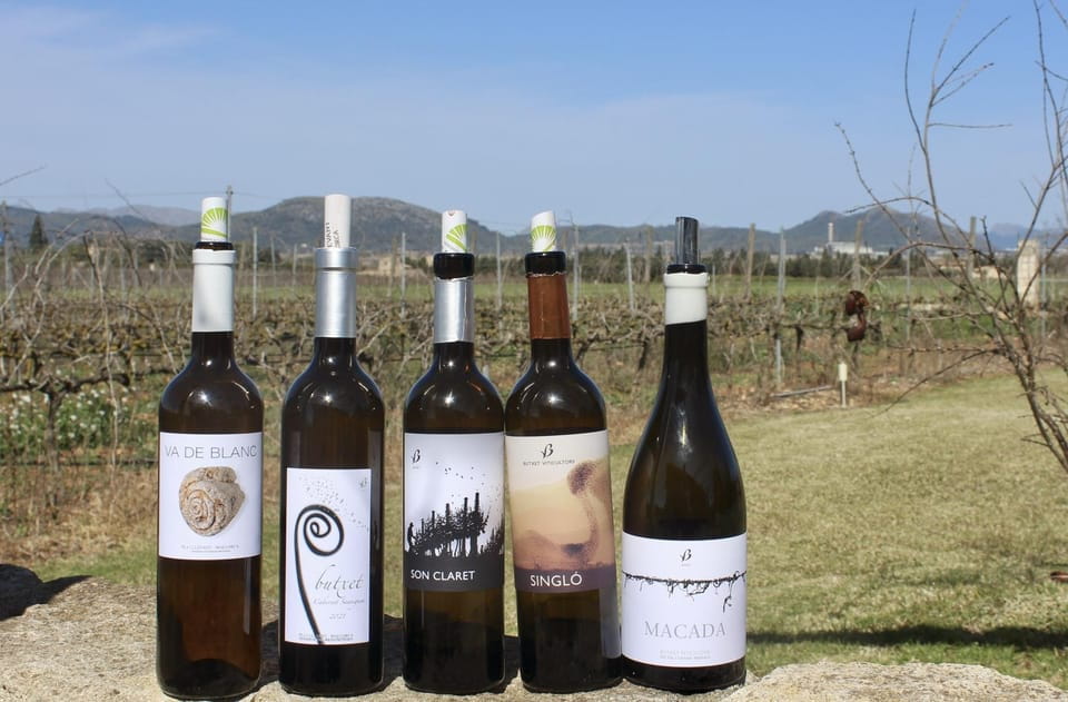 Alcúdia/Can Picafort: Guided Vineyard Visit and Wine Tasting - Itinerary and Transportation