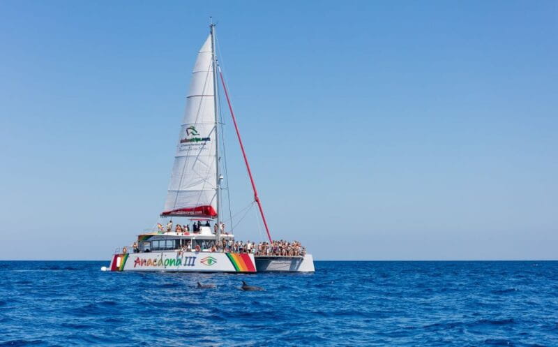 Alcudia: Sunset Catamaran Tour with Dinner and Snorkeling - Price and Logistics: Is It Worth It?