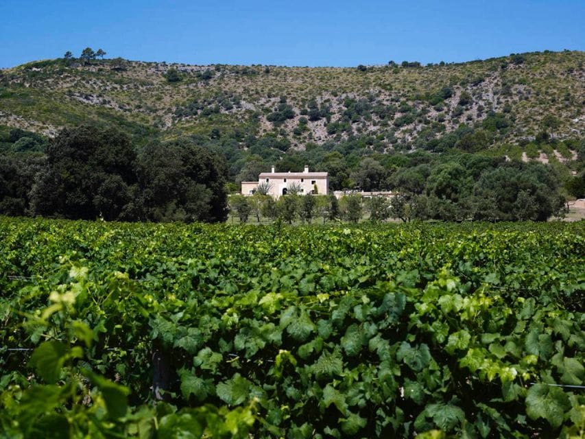 Alcudia: Vineyard Tour & Exclusive Wine Tasting Experience - Local Delicacies