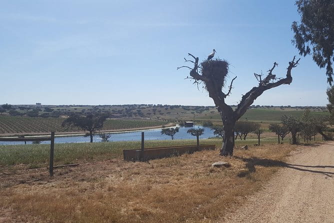 Alentejo Wine Tour from the Algarve - Price and Logistics: Balancing Cost and Experience