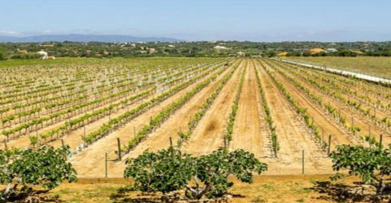Algarve: Classic Wine Tour & Tasting in Silves - Why This Tour Might Be Perfect for You
