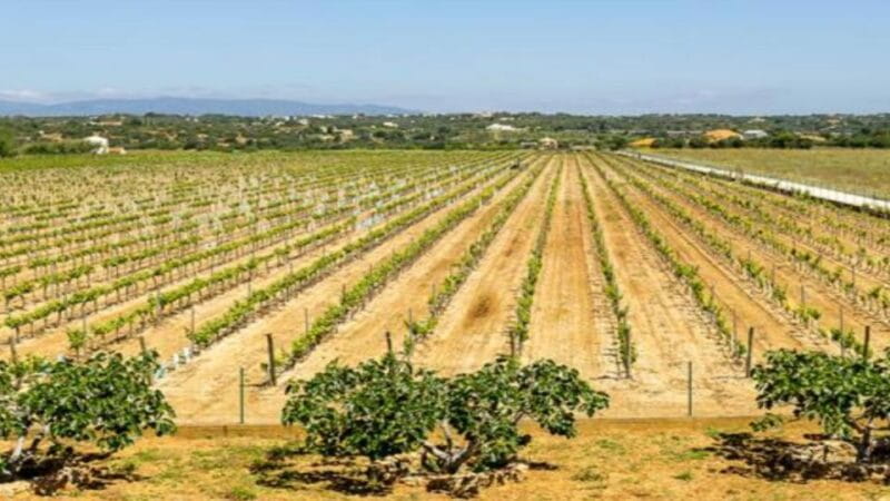 Algarve: Classic Wine Tour & Tasting in Silves - Price and Value: Is It Worth It?