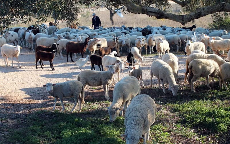 Algarve Explorer Half-Day ATV Tour - Final thoughts: Is it worth it?